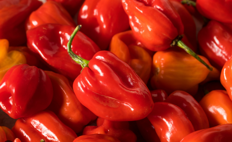Red Habanero Pepper (1Lb)