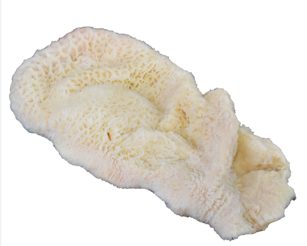 Beef Tripe 2lb